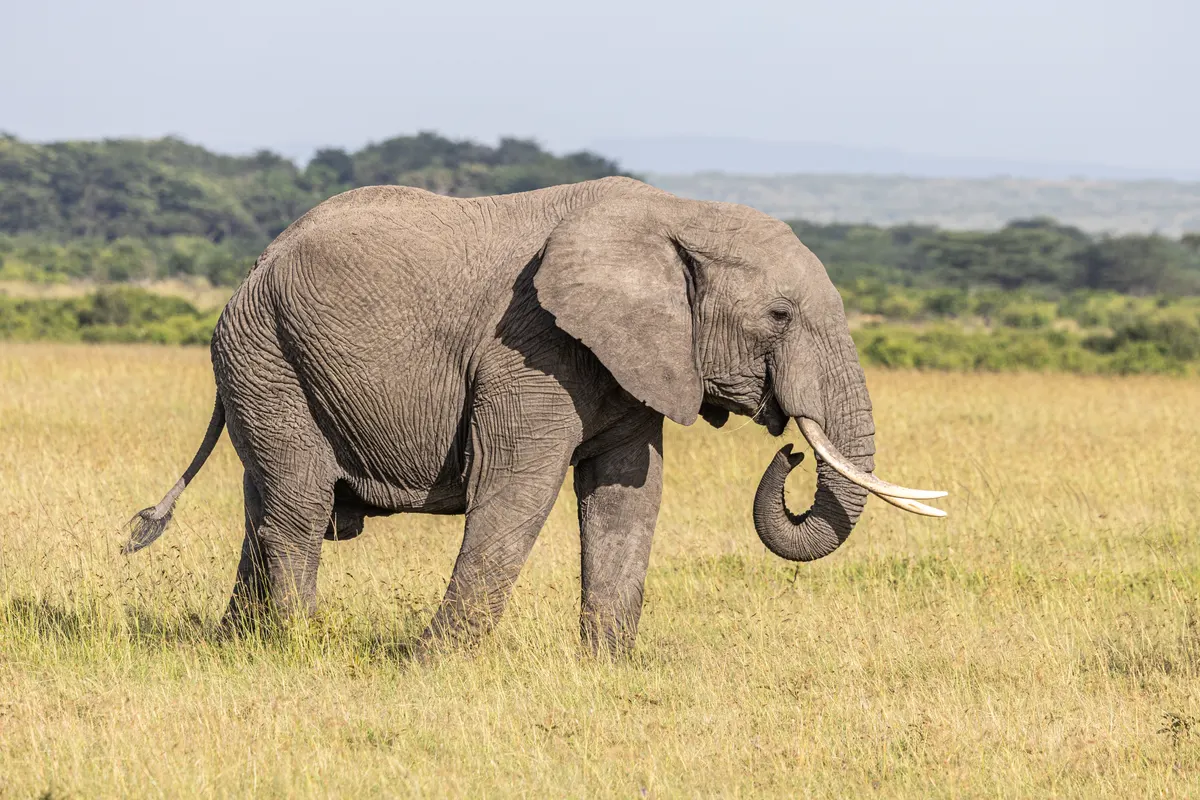 African bush elephant walking across grassland in Masai Mara, Kenya