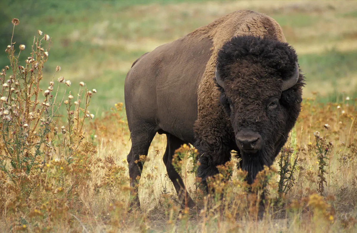 American bison standing in open grassland under a wide sky