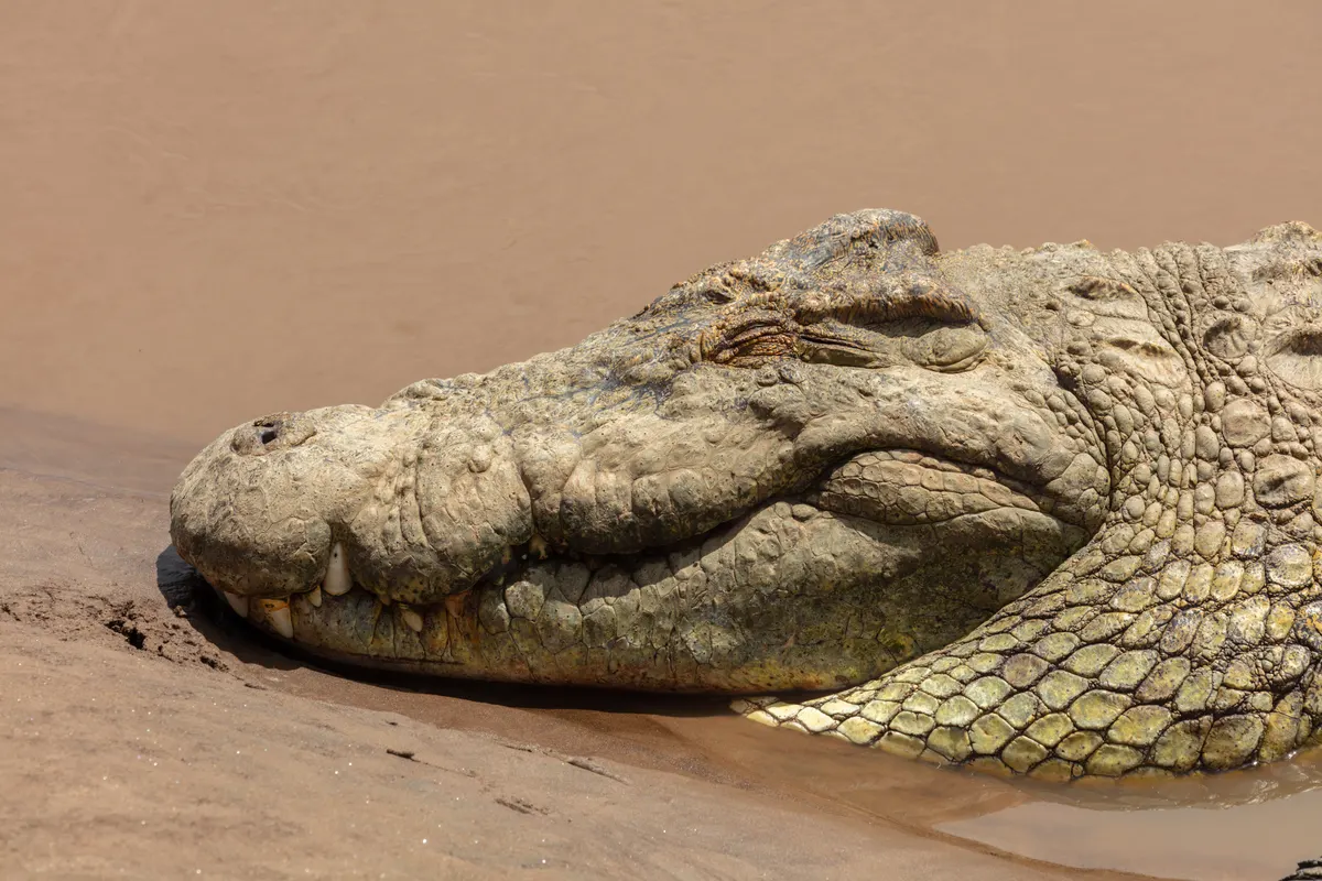 Nile crocodile resting at the edge of a river