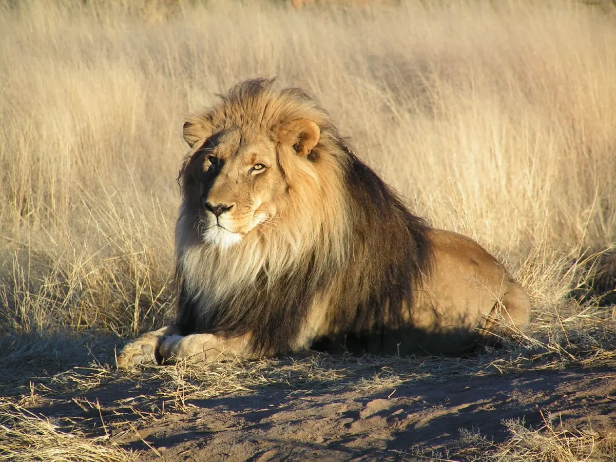 Male African lion resting on a rock in Namibia
