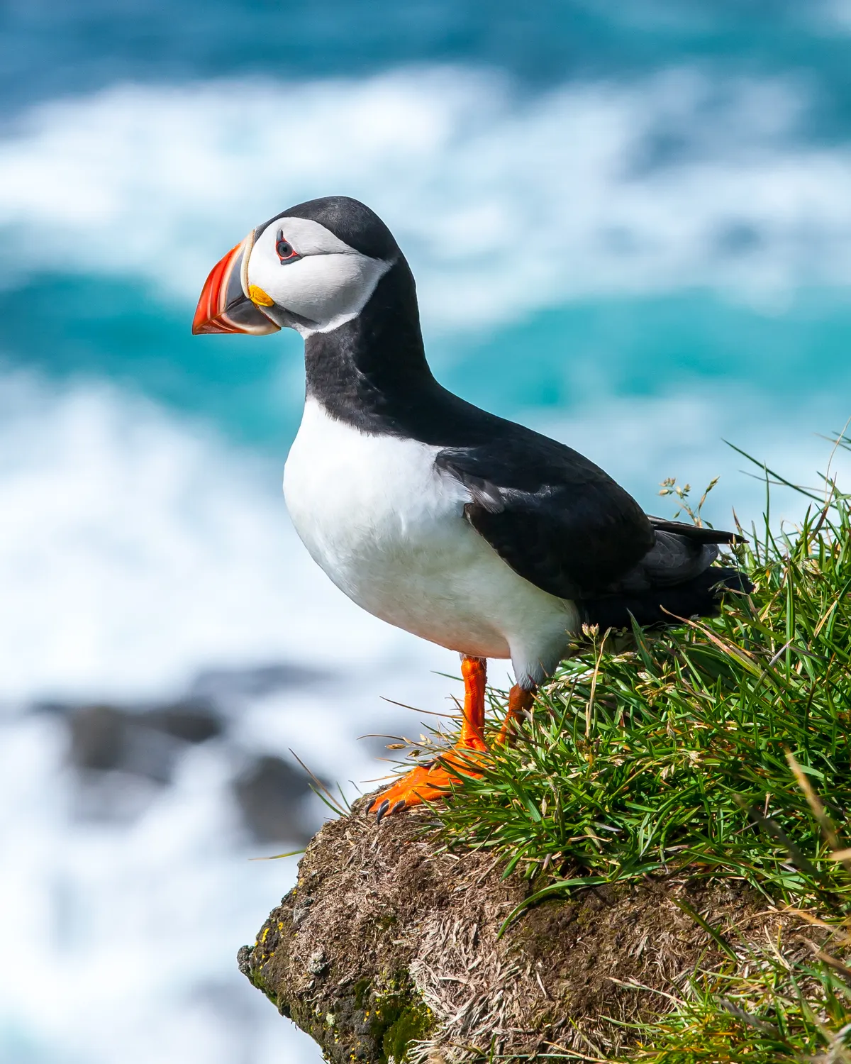 Atlantic puffin standing on a grassy sea cliff