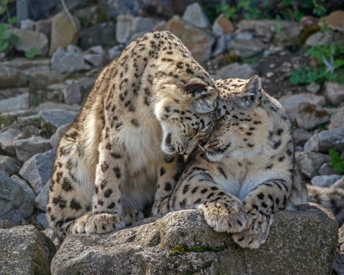 Two snow leopards grooming each other on rocks in a zoo enclosure