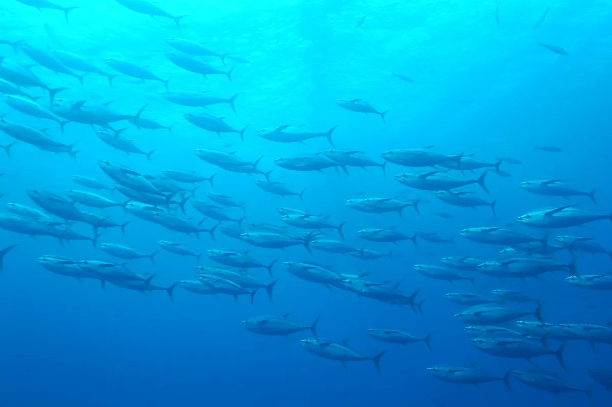 School of yellowfin tuna swimming through sunlit open blue water