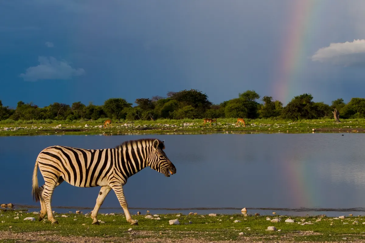 Plains zebra walking across open grassland